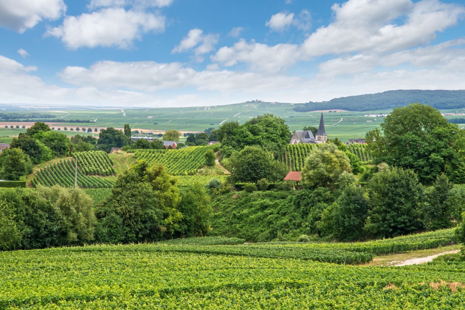paysage viticole montagne de Reims