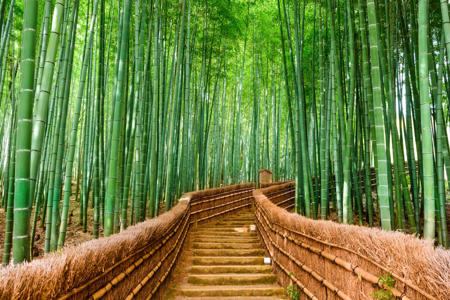 Forêt de bambous d'Arashiyama