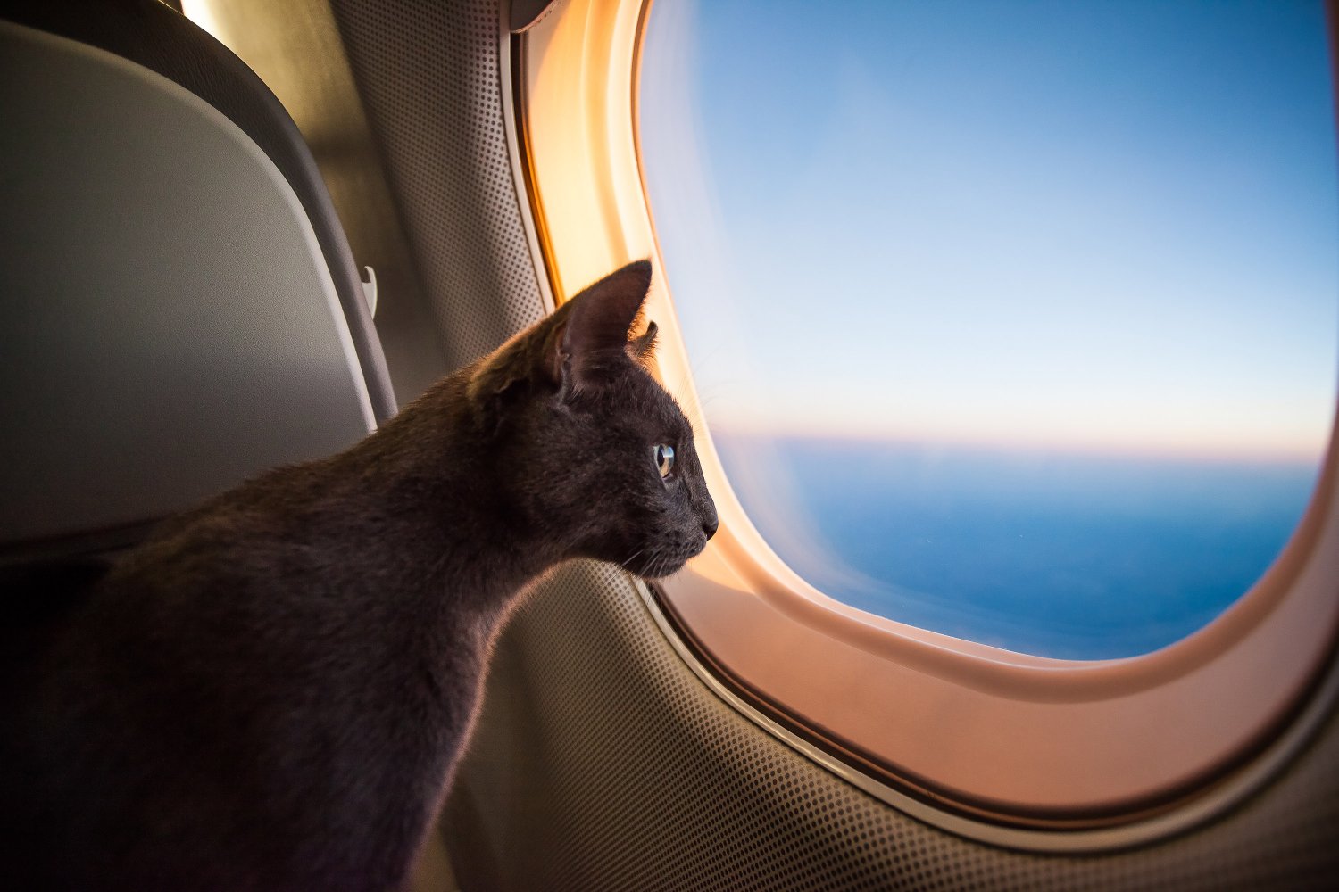 air france voyage avec un chat
